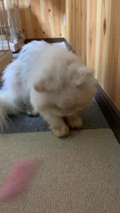 ペルシャ（チンチラ）ちゃんをご検討される方への記事動画