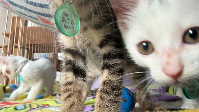 R8保護の子ねこたち、ずっとのお家探します！の記事動画
