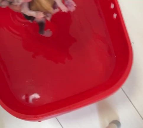 R8第二、三弾子にゃん！の記事動画