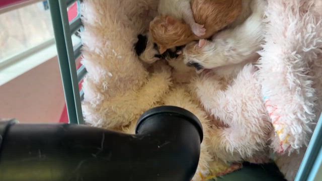 R8第二、三弾子にゃん！ | たんぽぽの里〜猫名簿〜