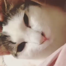 助八⑦の画像