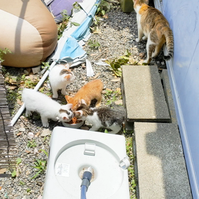 椎間板ヘルニアにの画像