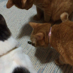 我が家に 珍客の画像