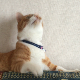 運動してる？の画像