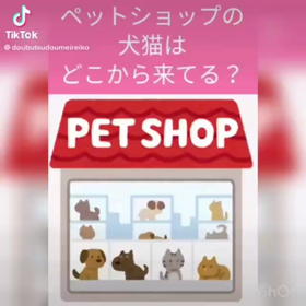 ペットショップの犬猫はどこから来てる？の画像