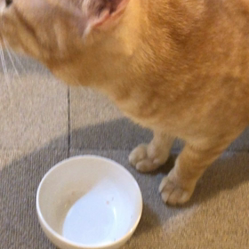 猫にトマト？の画像