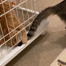 雪〜‼️だけど、子猫は元気の画像
