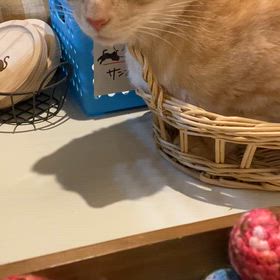 7/12にちよー　オープンしてますの画像