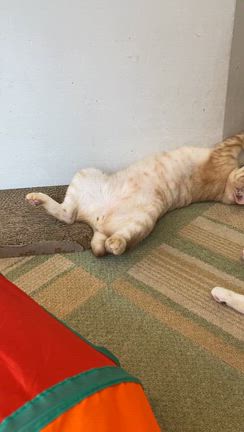 キー助のオペ　7/2木曜　決定の記事動画