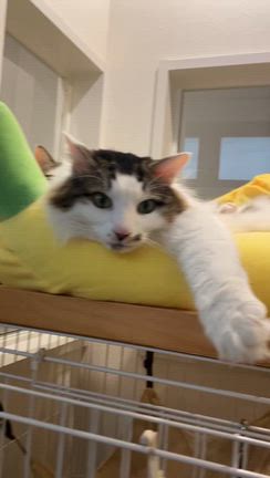 猫ママさんのプロフィールページ