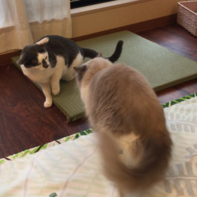 ごくたまに強い。。。の画像