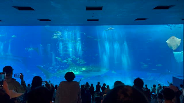 沖縄旅行 - 美ら海水族館の記事動画