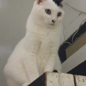 もこもこ貫禄ボディのマツコの画像