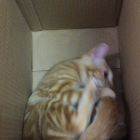 おとめ！今日は大人しくしてようよの画像