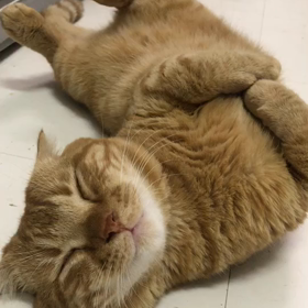 癒されたい方必見〜正しい眠り方の画像