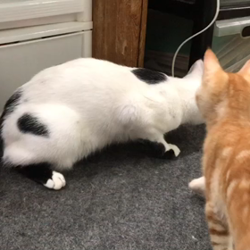 あたしが遊んでたのに〜の画像