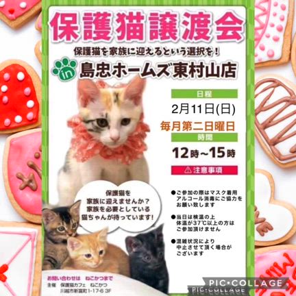 所沢譲渡会のご報告と東村山譲渡会のお知らせ！の記事動画