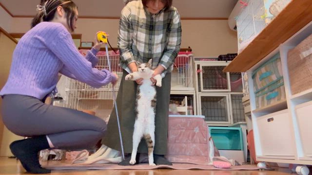 感謝の気持ちの記事動画