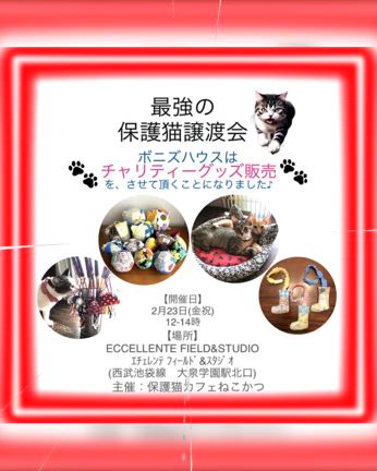 譲渡会のご報告と色々お知らせの記事動画