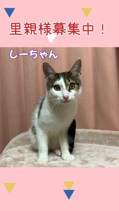 譲渡会のご報告と色々お知らせの記事動画