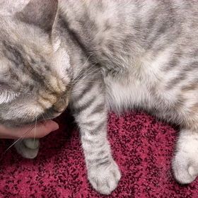 ゴロゴロしている猫ちゃんDay3の画像