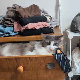 愛猫よタンスで…の画像