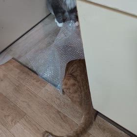 おはよー御座いますの画像