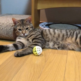 ❤️カツラちゃんとキジコちゃんの画像