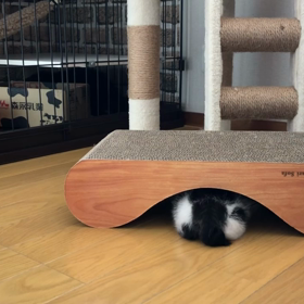 コロにゃんのひとり遊びの画像