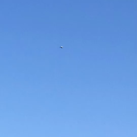 コウノトリの画像