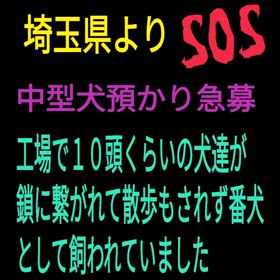 ”虐待飼育の末飼い主死亡★埼玉よりSOS  ★雑種犬預かり、里親、急募”の画像