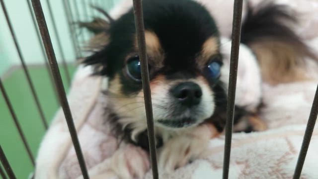 86歳の記事動画