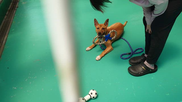 成犬をお迎えしませんかの記事動画