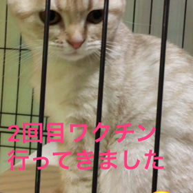 ワクチン２回目行ってきましたの画像