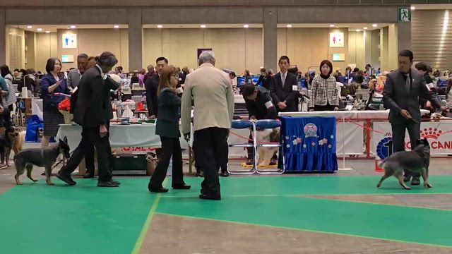 サクラアニュアルショー2026　その1の記事動画