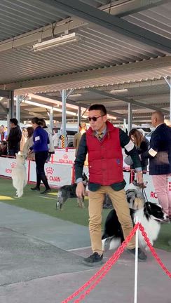シェリーちゃんチャンピオン完成しました‼️の記事動画