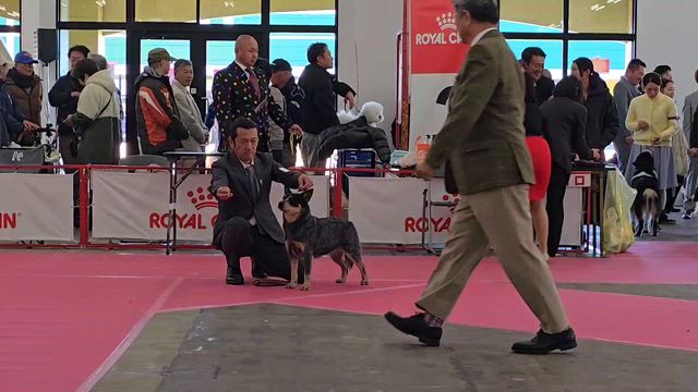2026年ドッグショースタートの記事動画