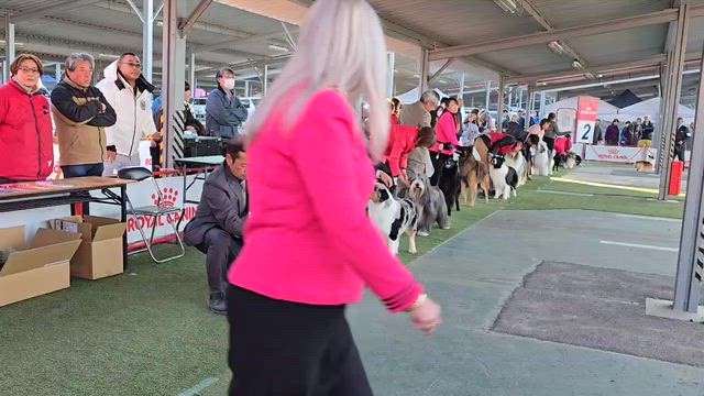 シェリーちゃんチャンピオン完成しました‼️の記事動画