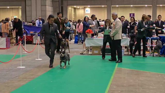 サクラアニュアルショー2026　その1の記事動画