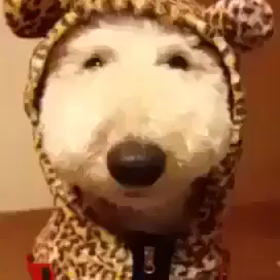 動画の画像