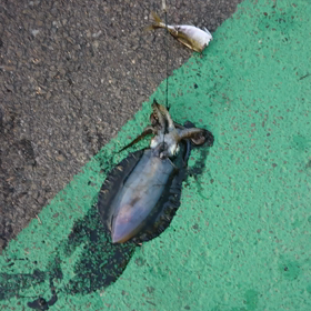 アオリイカヤエン釣り   釣り納め‼️の画像