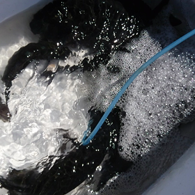 グレ釣り  江須崎  ソビエトの画像