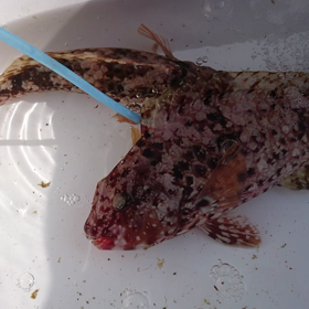 グレ釣り 江須崎 シオバ  リベンジならず(泣)の画像