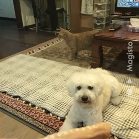 ここ何日かのニャンズ&ポムの画像
