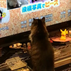 テレビと戯れるの画像
