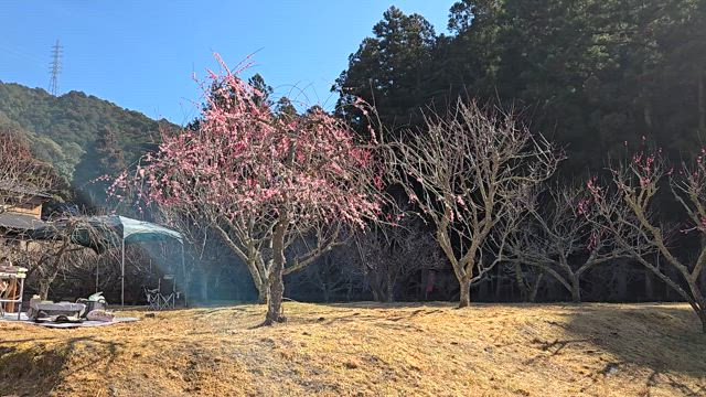 梅まつり⑤の記事動画