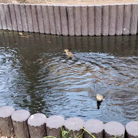 カルガモの赤ちゃんの画像