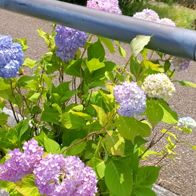 紫陽花のきせつの画像