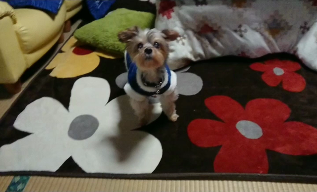 心の恋人…の記事動画