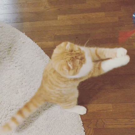 とらちゃんと私の記事動画